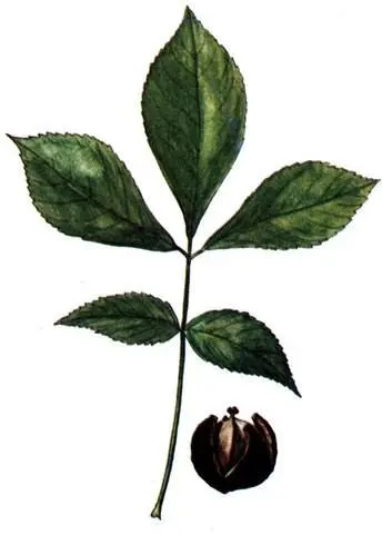 Кария белая Carya alba Магнолия крупноцветковая Magnolia grandiflora - фото 262