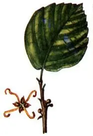 Гамамелис виргинский Hamamelis virginiana Ликвидамбар смолоносный - фото 264