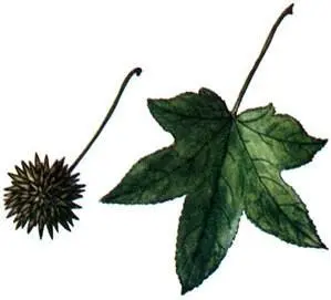 Ликвидамбар смолоносный Liquidambar styraciflua В сухих областях западнее - фото 265