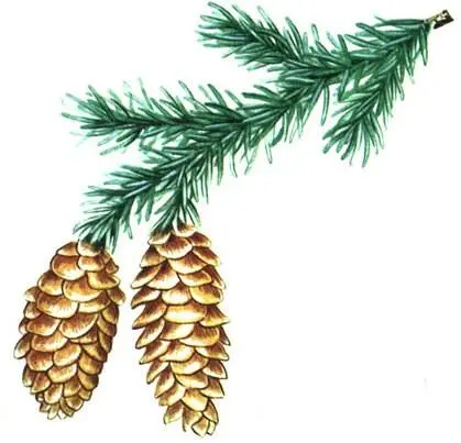 Ель канадская Picea canadensis Ель черная Picea mariana Лиственница - фото 278