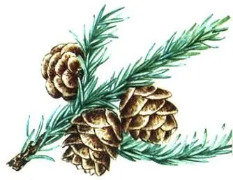Ель черная Picea mariana Лиственница сибирская Larix sibirica Лиственница - фото 279