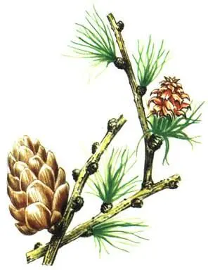 Лиственница сибирская Larix sibirica Лиственница даурская Larix dahurica - фото 280