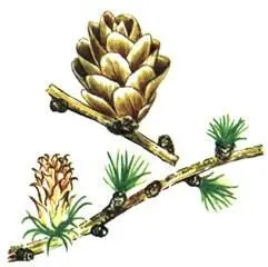 Лиственница даурская Larix dahurica Сосна сибирская Pinus sibirica - фото 281