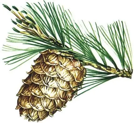 Сосна сибирская Pinus sibirica Лиственница европейская Larix decidua - фото 282