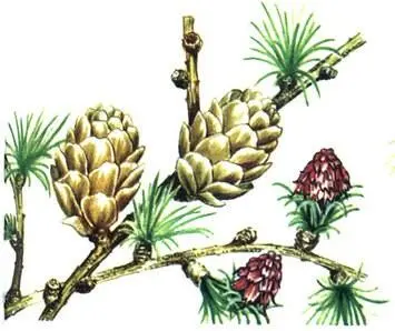 Лиственница европейская Larix decidua Лиственница американская Larix - фото 283