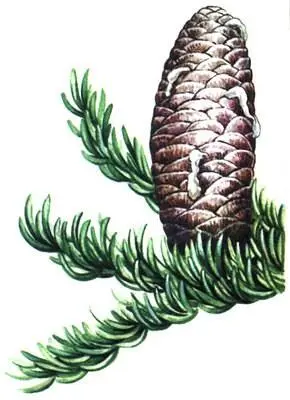 Пихта бальзамическая Abies balsamea А теперь рассмотрим главнейшие растительные - фото 285