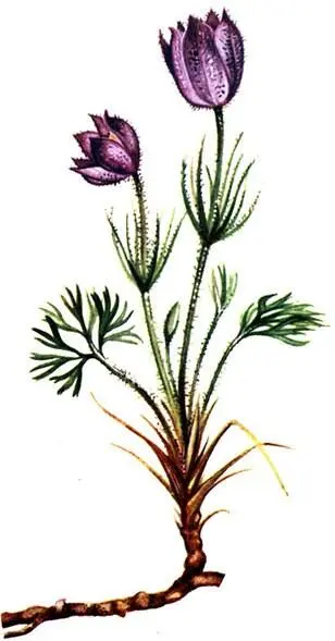 Прострел раскрытый Pulsatilla patens Неоттианта клобучковая Neottianthe - фото 291