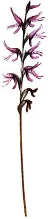 Неоттианта клобучковая Neottianthe cucullata Линнея северная Linnaea - фото 292