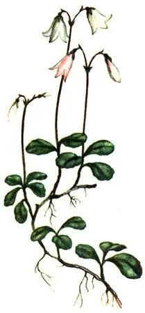 Линнея северная Linnaea borealis Тайник сердцевидный Listera cordata - фото 293