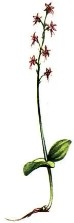Тайник сердцевидный Listera cordata Надбородник безлистный Epipogium - фото 294