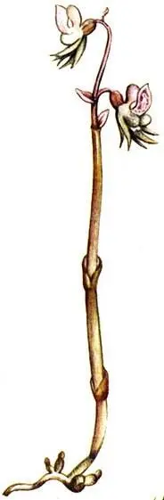 Надбородник безлистный Epipogium aphyllum Баранец обыкновенный Huperzia - фото 295