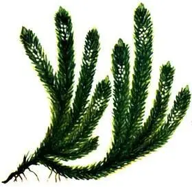 Баранец обыкновенный Huperzia selago Седмичник европейский Trientalis - фото 296