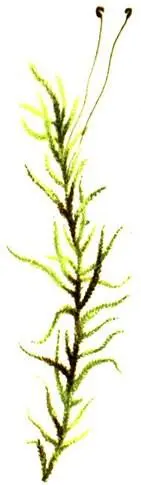 Pleurozium schreberi Hylocomium splendens Polytrichum commune Dicra - фото 299