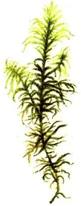 Hylocomium splendens Polytrichum commune Dicranum scoparium Dicranu - фото 300