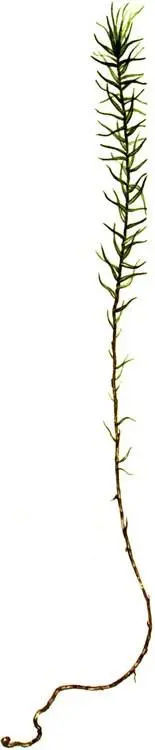 Polytrichum commune Dicranum scoparium Dicranum undulatum Ptilium c - фото 301