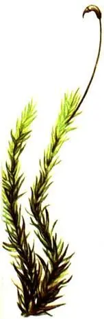 Dicranum scoparium Dicranum undulatum Ptilium cristacastrensis - фото 302