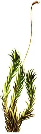 Dicranum undulatum Ptilium cristacastrensis Флористически гораздо богаче - фото 303
