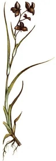 Шейхцерия болотная Scheuchzeria palustris Саррацения пурпурная Sarracenia - фото 309