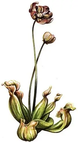Саррацения пурпурная Sarracenia purpurea Багульник болотный Ledum palustre - фото 310