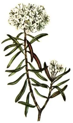 Багульник болотный Ledum palustre Осока топяная Carex limosa Клюква - фото 311