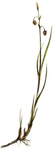 Осока топяная Carex limosa Клюква четырехлепестная Oxycoccus quadripetalus - фото 312