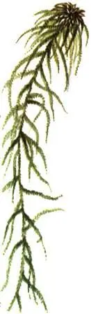 Sphagnum recurvum Sphagnum magellanicum Росянка круглолистная Drosera - фото 315