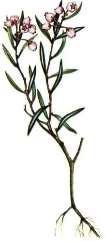 Подбел дубровник Adromeda polifolia Голубика Vaccinium uliginosum - фото 318