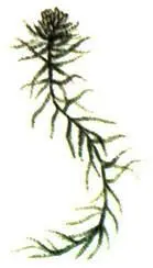 Sphagnum fuscum Морошка Rubus chamaemorus Как сырые безлесные верховые - фото 320