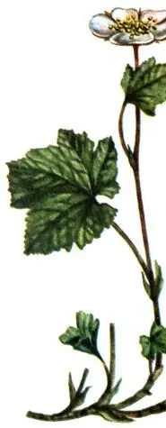 Морошка Rubus chamaemorus Как сырые безлесные верховые болота торфяники так - фото 321