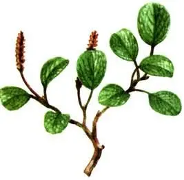Ива сетчатая Salix reticulata Диапензия лапландская Diapensia lapponica - фото 328