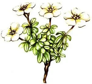 Диапензия лапландская Diapensia lapponica Кассиопея четырехгранная Cassiope - фото 329