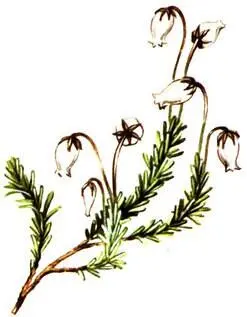 Филлодоце голубая Phyllodoce coerulea Дриада восьмилепестная Dryas - фото 332