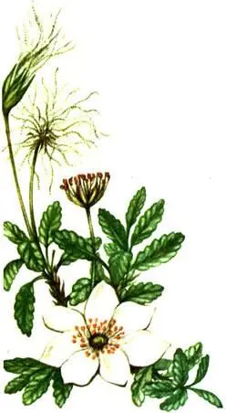 Дриада восьмилепестная Dryas octopetala Цетрария клобучковая Cetraria - фото 333