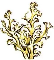 Цетрария клобучковая Cetraria cucullata Княженика Rubus arcticus - фото 334