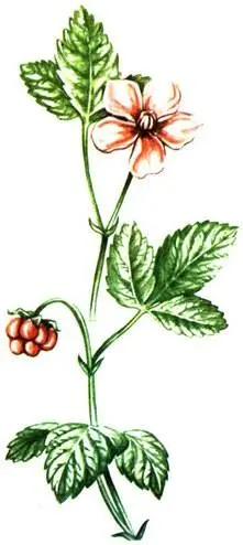 Княженика Rubus arcticus Камнеломка снежная Saxifraga nivalis Rhaco - фото 335