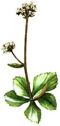 Камнеломка снежная Saxifraga nivalis Rhaco mitrium lanuginosum - фото 336