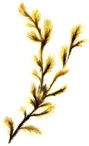 Rhaco mitrium lanuginosum Исландский мох Cetraria islandica Олений - фото 337