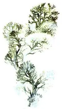 Олений мох Cladonia rangiferina Цегрария снежная Cetraria nivalis - фото 339