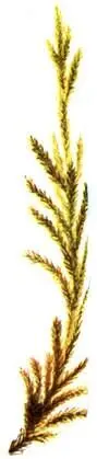 Tomenthypnum nitens 27 августа При ясном небе и довольно сильном западном - фото 341