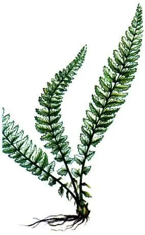 Многорядник копьевидный Polystichum lonchitis Горечавка точечная Gentiana - фото 355