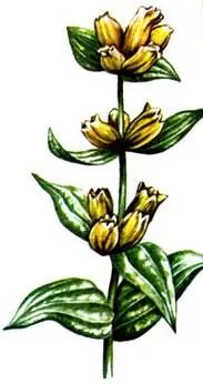 Горечавка точечная Gentiana punctata Рододендрон Кочи Rhododendron kotschyi - фото 356