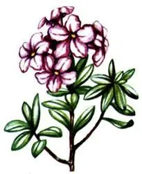 Рододендрон Кочи Rhododendron kotschyi Рододендрон кавказский Rhododendron - фото 357