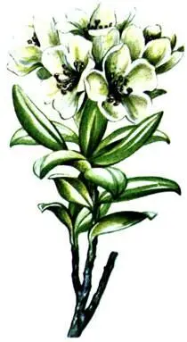 Рододендрон кавказский Rhododendron caucasicum Ястребинка альпийская - фото 358