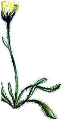 Ястребинка альпийская Hieracium alpinum Подбельник альпийский Homogyne - фото 359