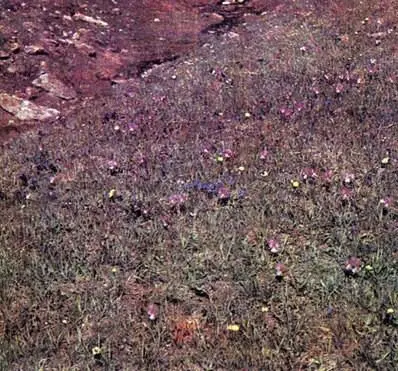 Вместе с горечавками бесстебельной Gentiana acaulis и весенней G verna на - фото 363
