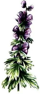 Борец синий Aconitum napellus Астранция крупная Astrantia major Дороникум - фото 365