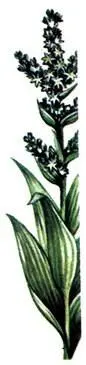 Чемерица белая Veratrum album Но сырые местообитания не всегда заселены - фото 370