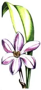 Безвременник великолепный Colchicum speciosum Рябчик широколистный - фото 371