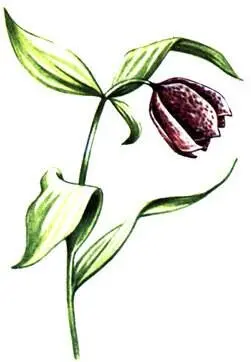Рябчик широколистный Fritillaria latifolia Буквица крупноцветковая Betonica - фото 372