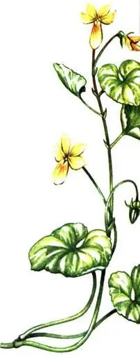 Фиалка двухцветковая Viola biflora Плаунок плауновидный Selaginella - фото 375